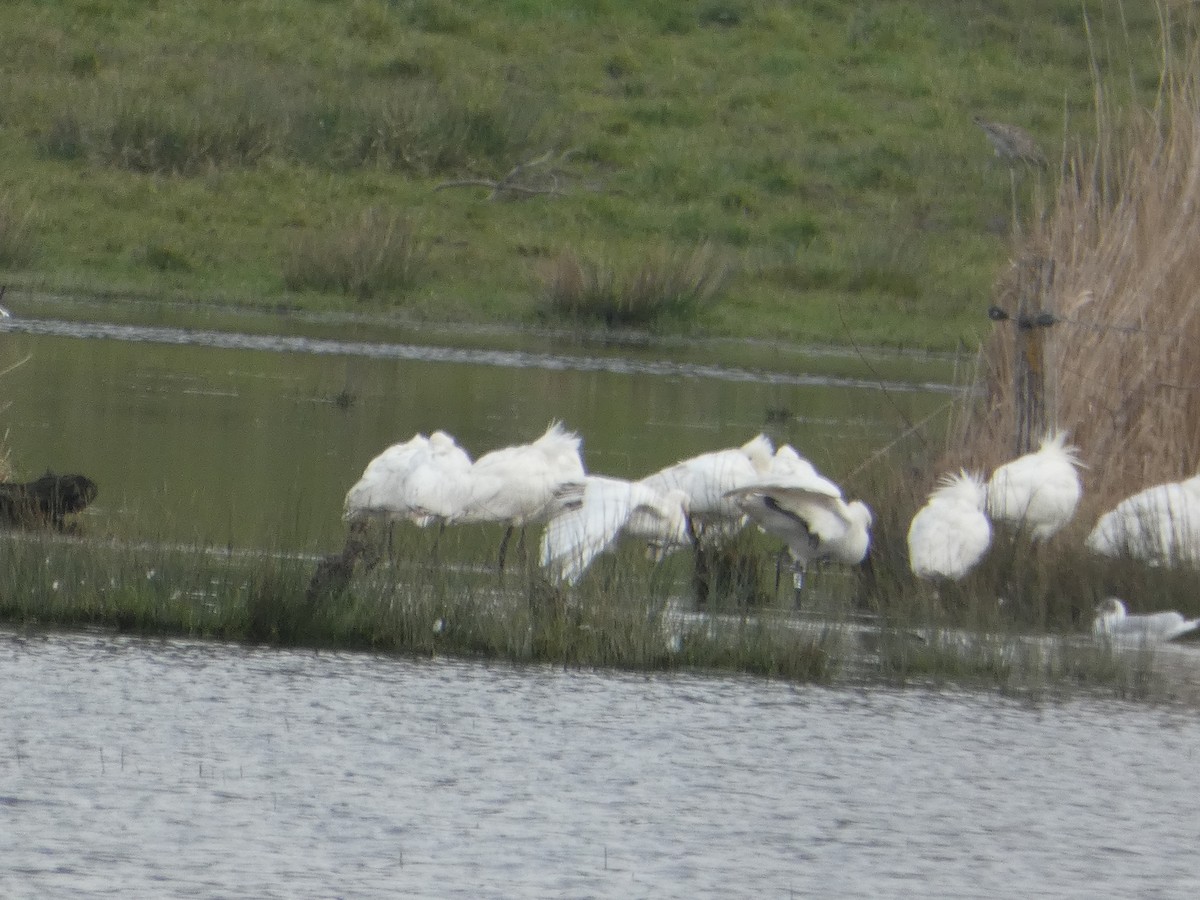 Eurasian Spoonbill - ML640556244