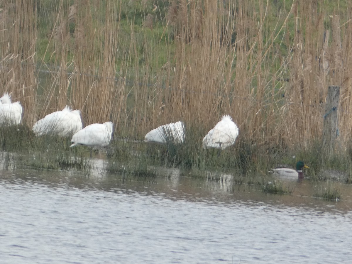 Eurasian Spoonbill - ML640556245