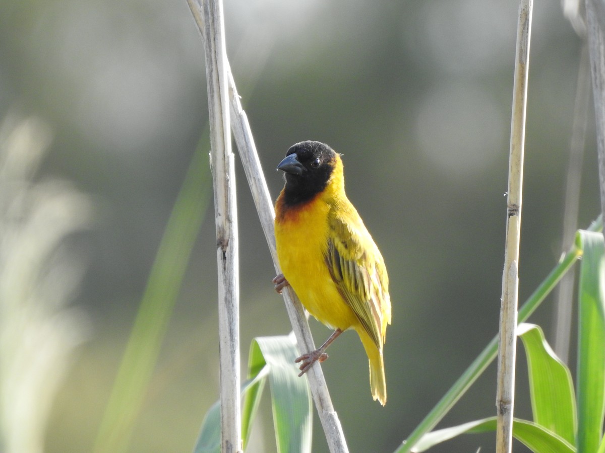 Black-headed Weaver - ML640556250