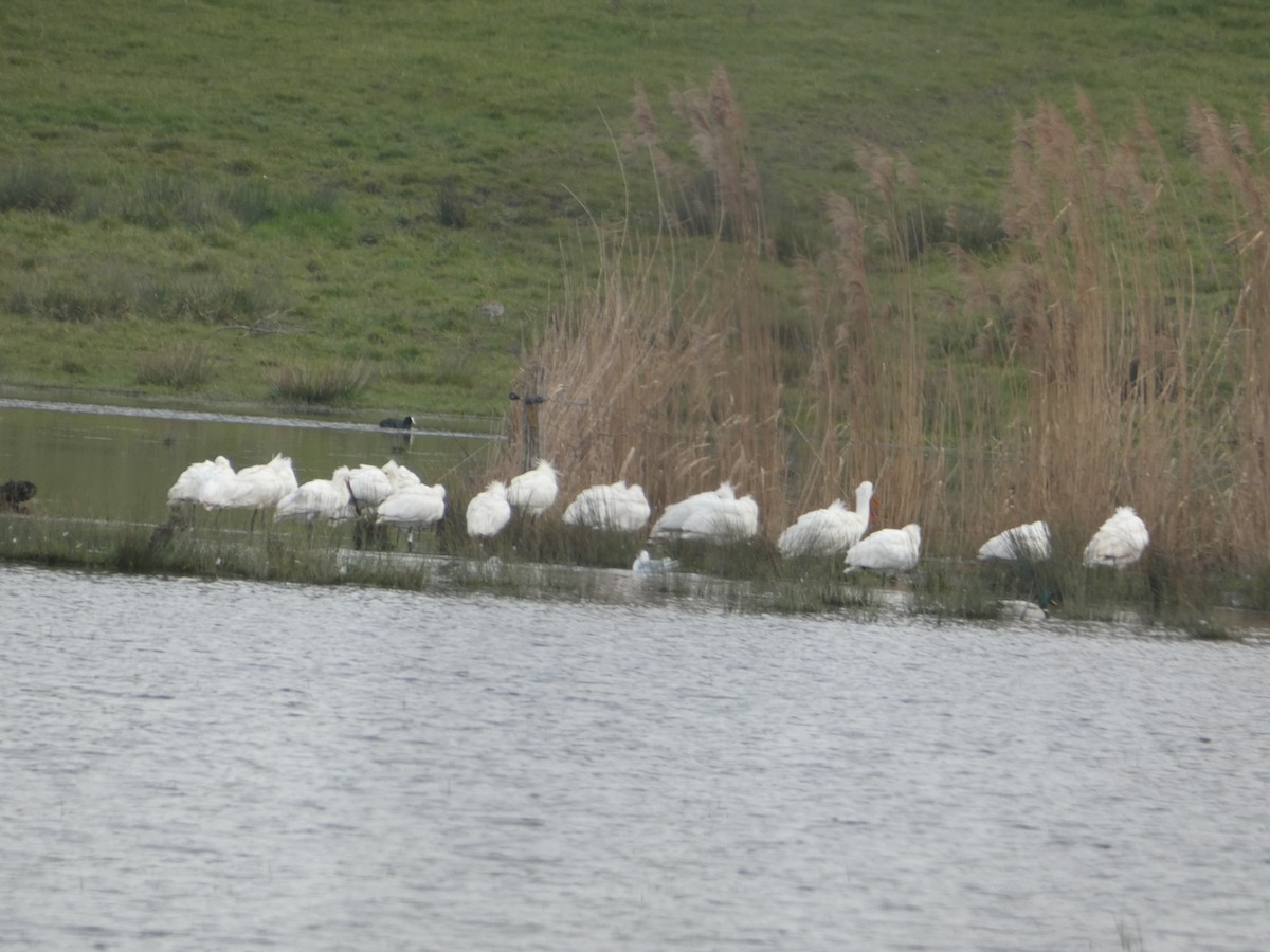 Eurasian Spoonbill - ML640556251