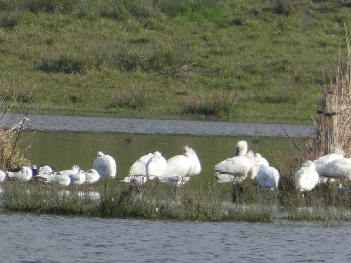 Eurasian Spoonbill - ML640556273
