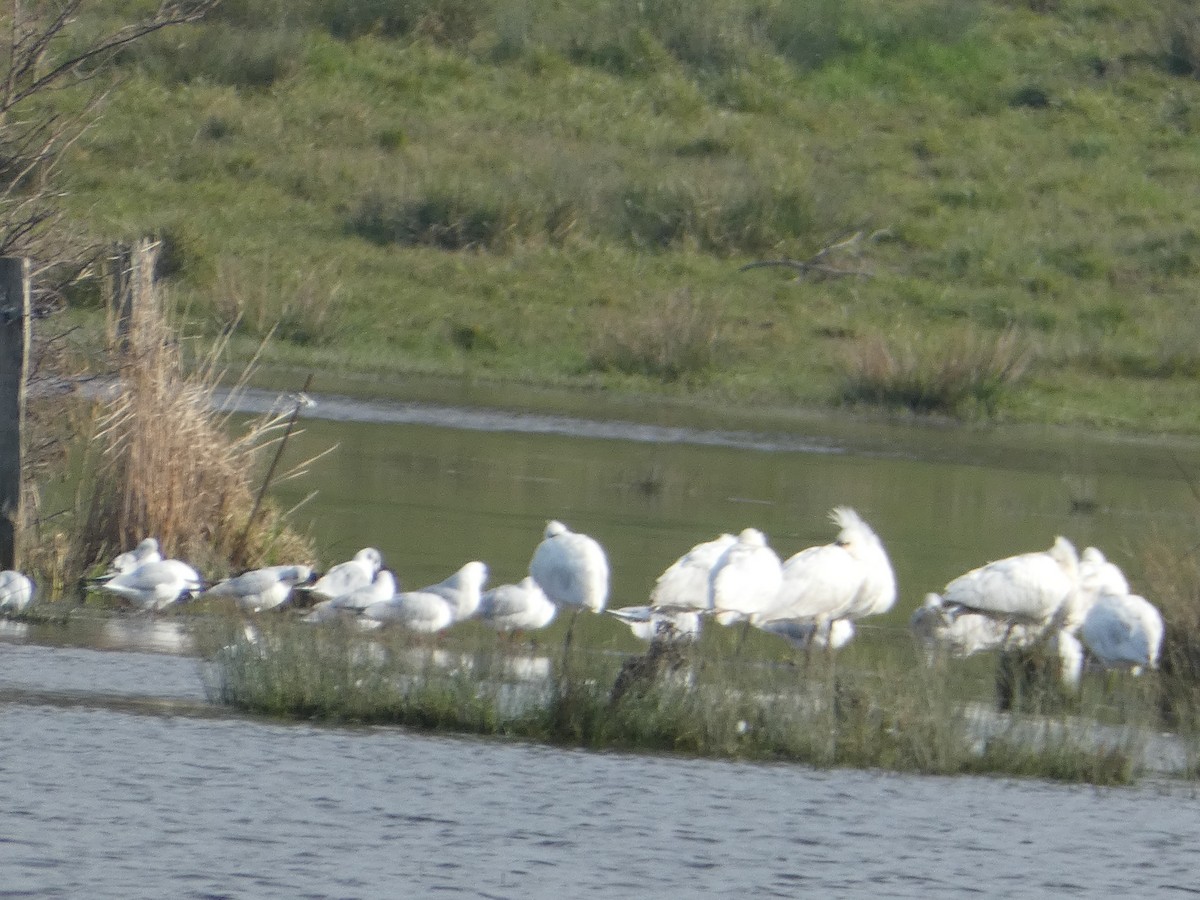 Eurasian Spoonbill - ML640556274