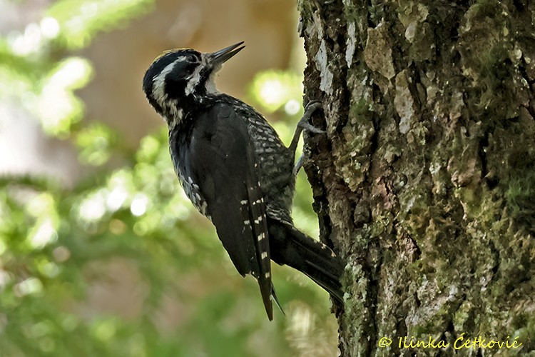 Eurasian Three-toed Woodpecker - ML640556316
