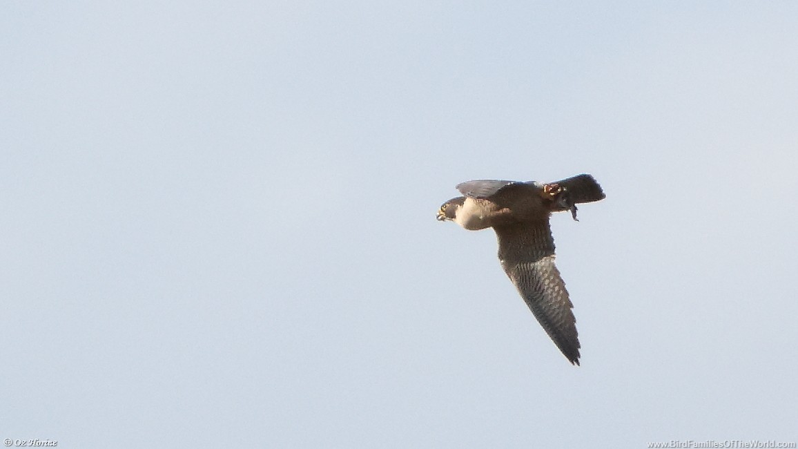 Peregrine Falcon - ML640556321
