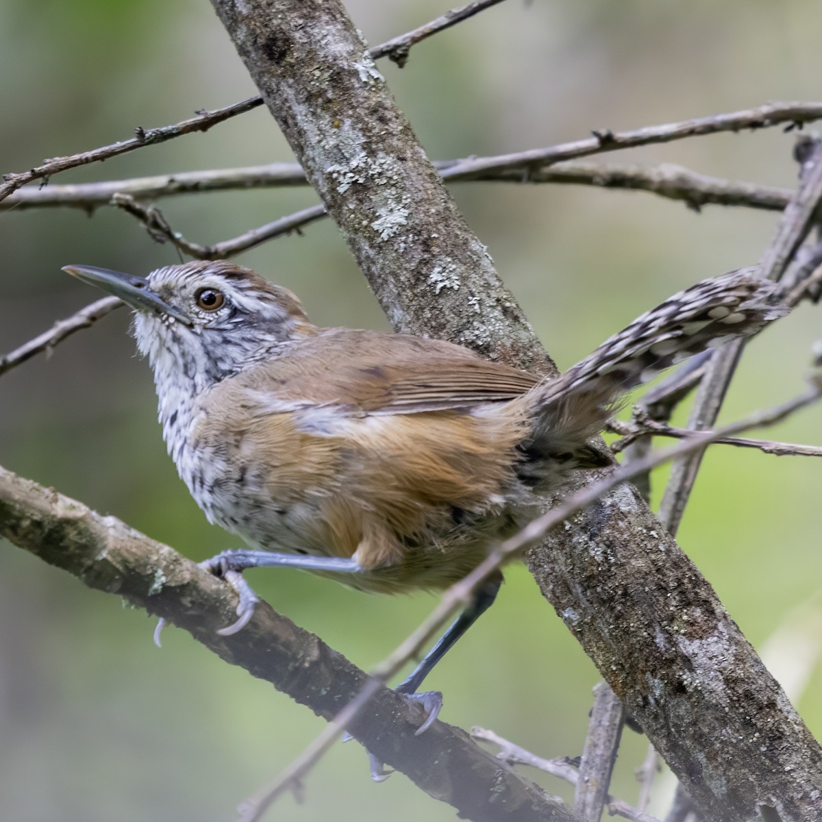 Speckle-breasted Wren - ML640556342