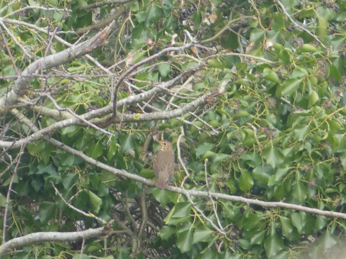 Song Thrush - ML640556346