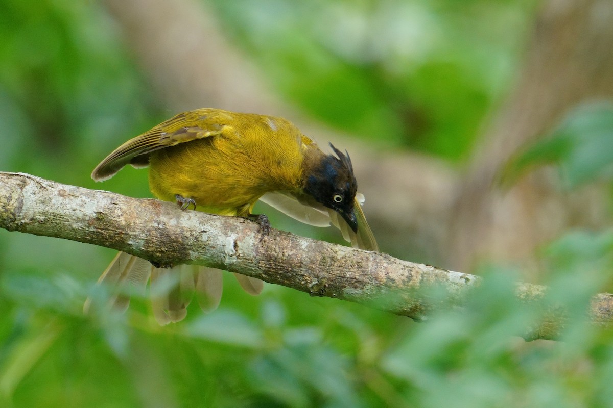 Black-crested Bulbul - ML640556462