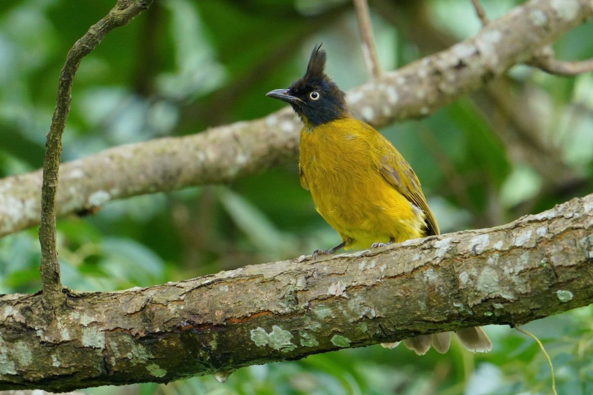 Black-crested Bulbul - ML640556463