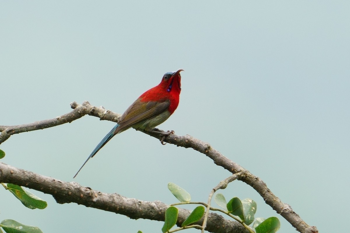 Crimson Sunbird - ML640556508