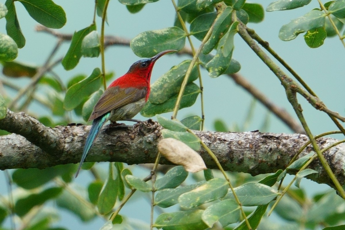 Crimson Sunbird - ML640556510