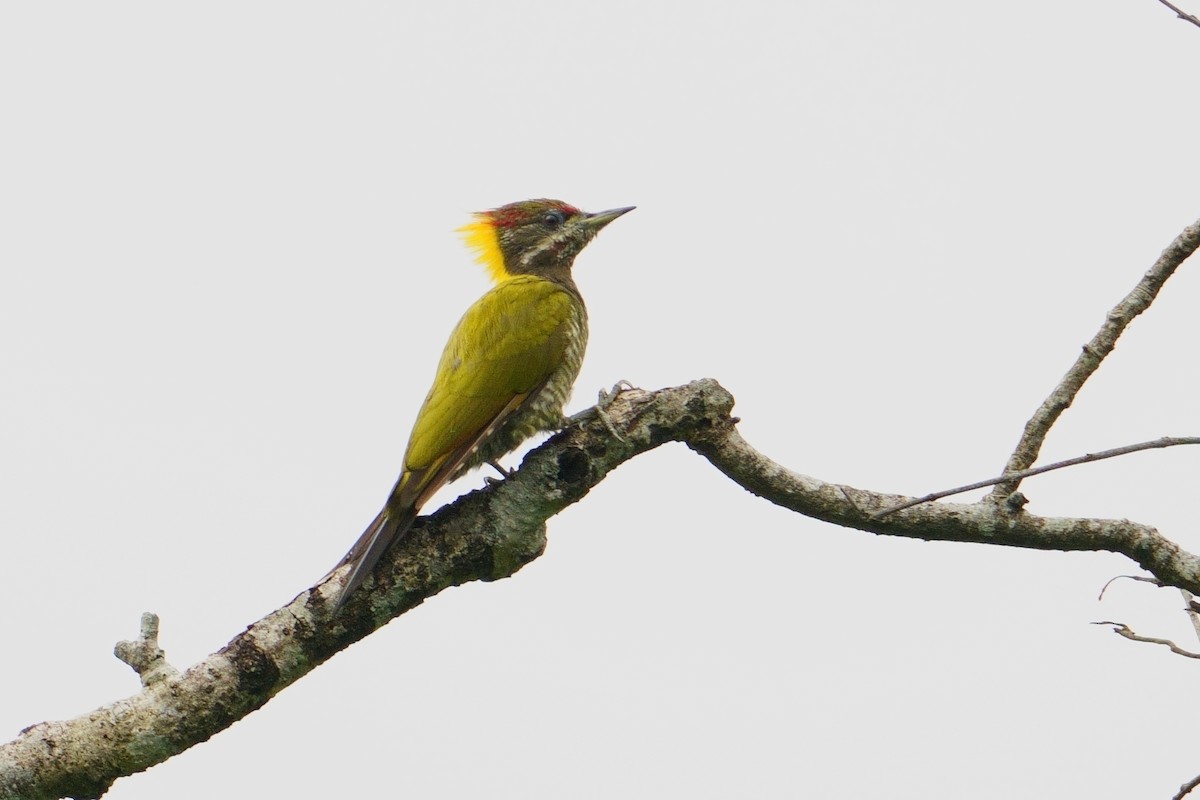 Lesser Yellownape - ML640556597