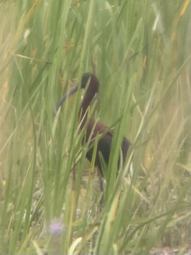 White-faced Ibis - ML640556611
