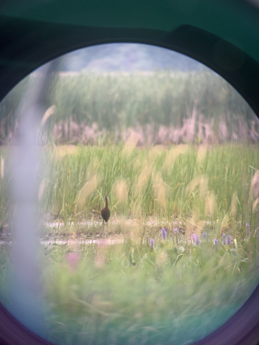 White-faced Ibis - ML640556613