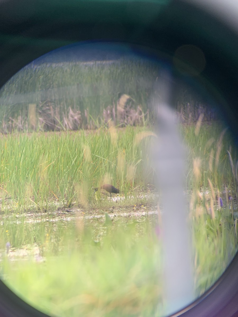 White-faced Ibis - ML640556615