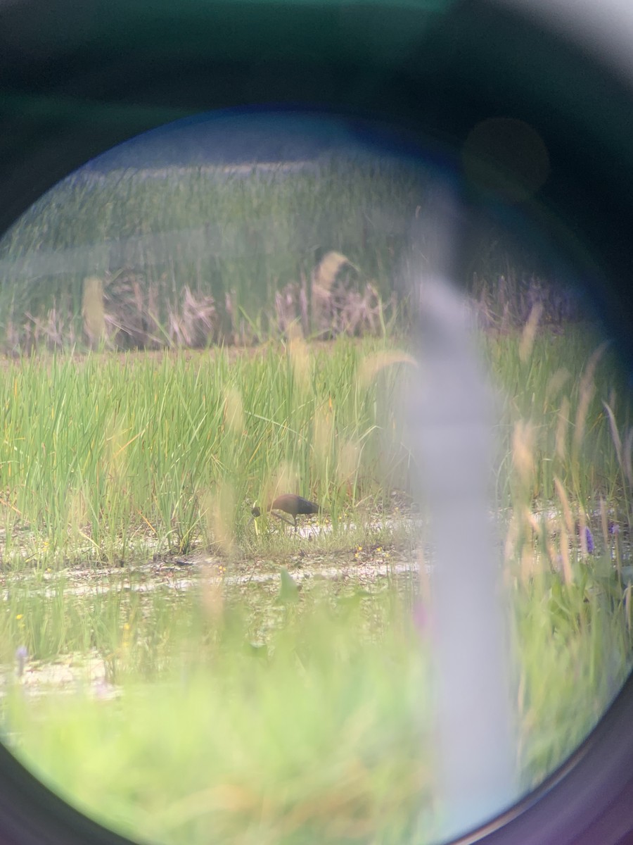 White-faced Ibis - ML640556616