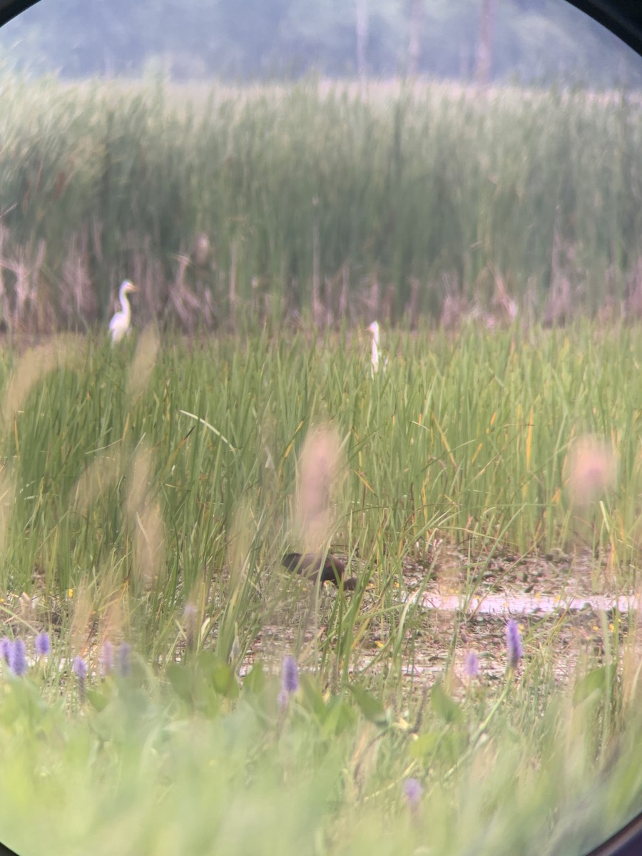 White-faced Ibis - ML640556617