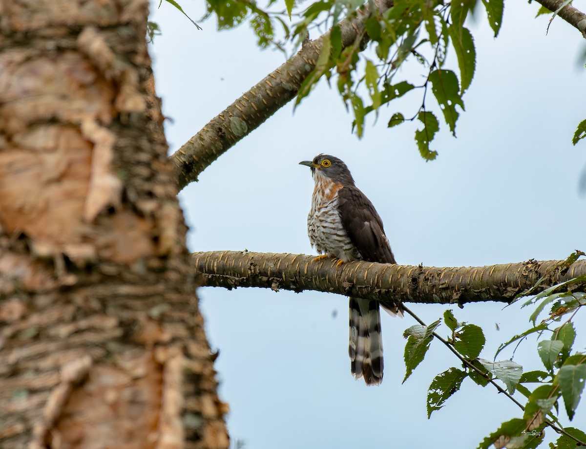 Large Hawk-Cuckoo - ML640556629
