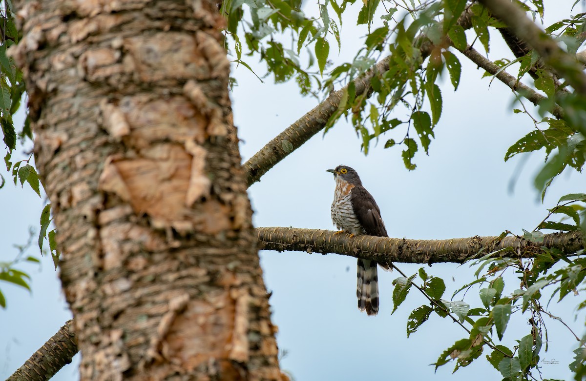 Large Hawk-Cuckoo - ML640556631