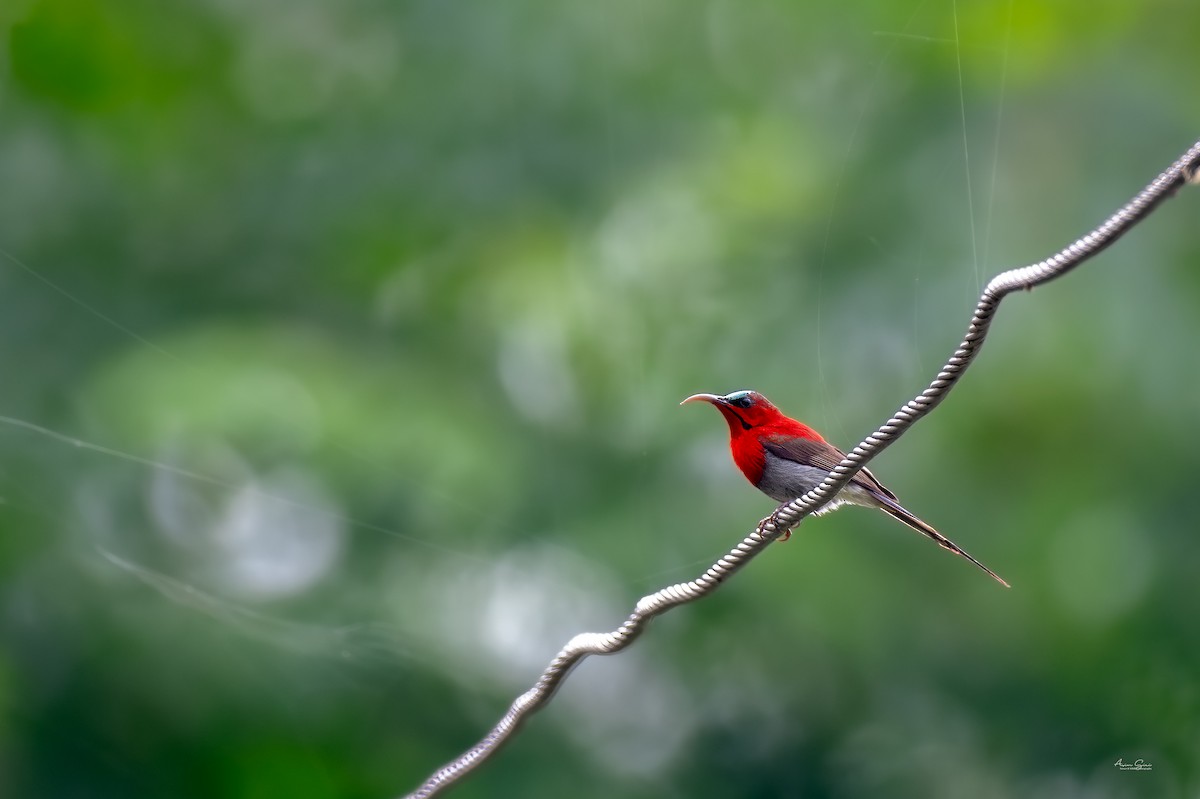Crimson Sunbird - ML640556652