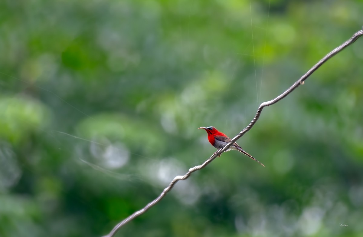 Crimson Sunbird - ML640556653