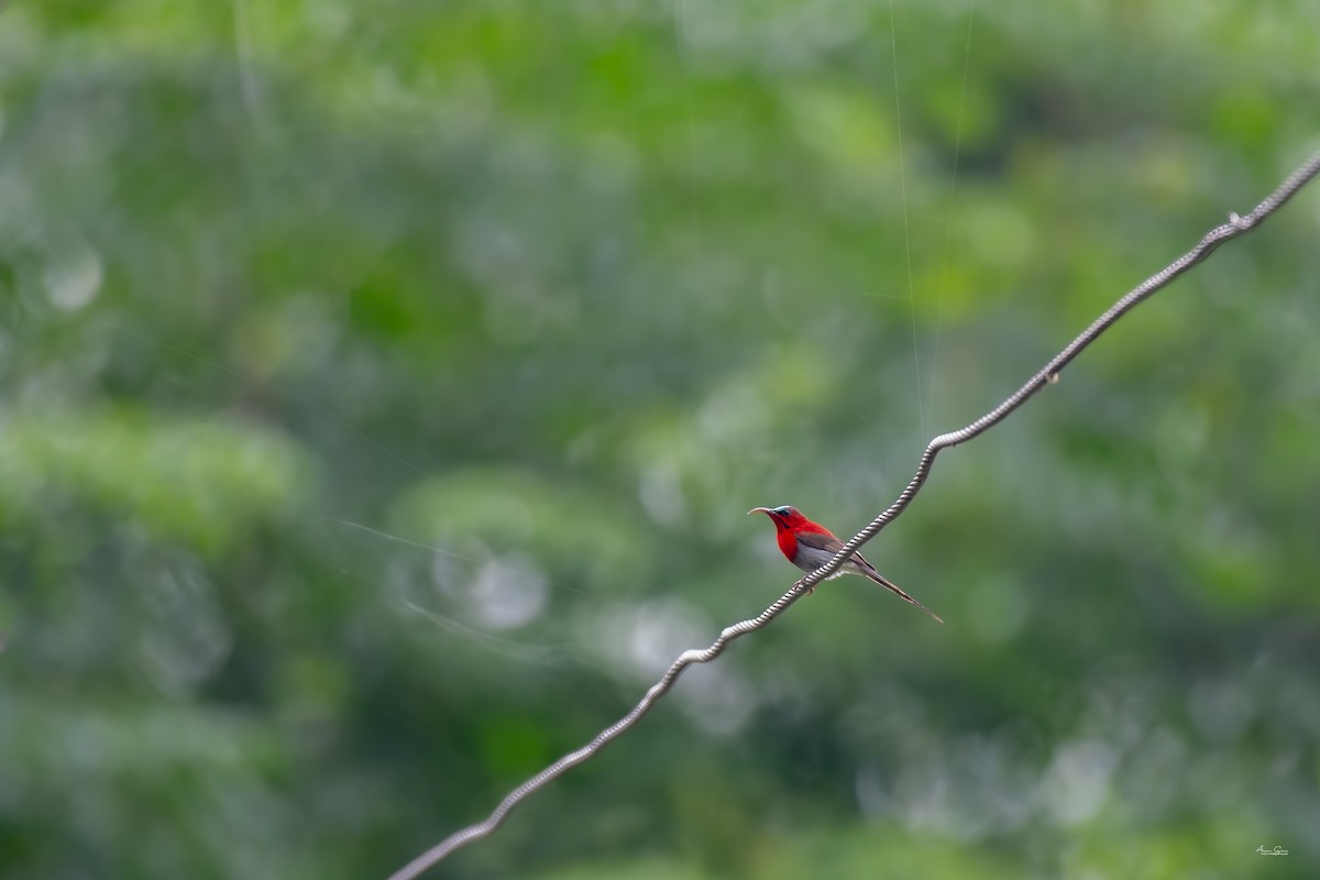 Crimson Sunbird - ML640556656