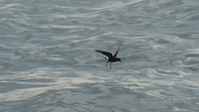 buřňáček malý (ssp. melitensis) - ML640556739