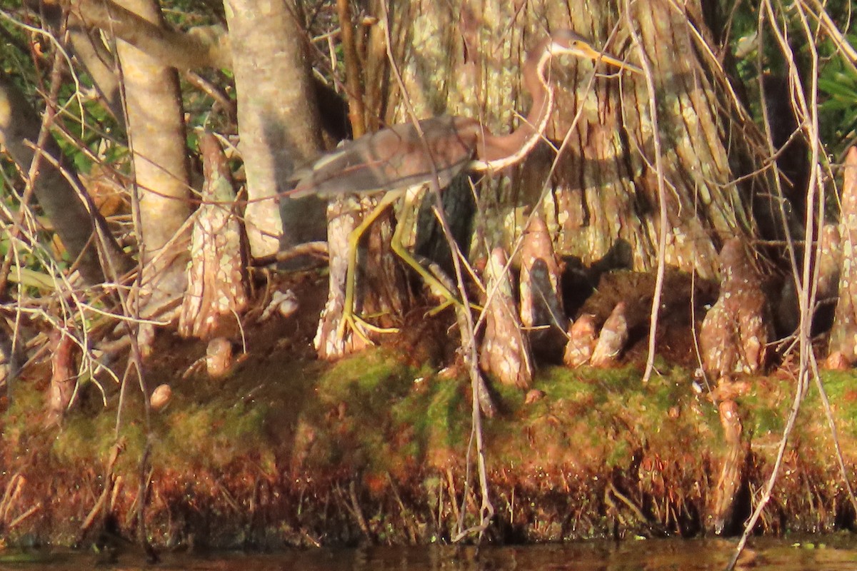 Tricolored Heron - ML640556797