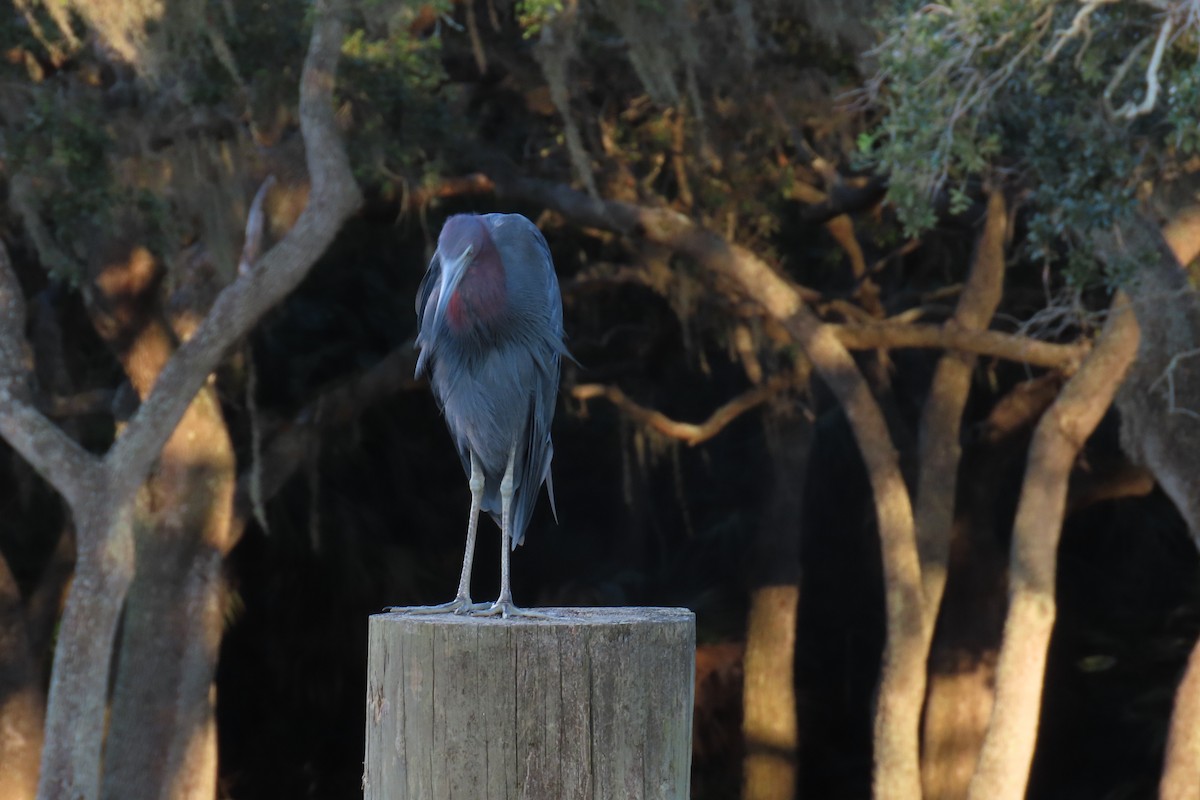 Little Blue Heron - ML640556839