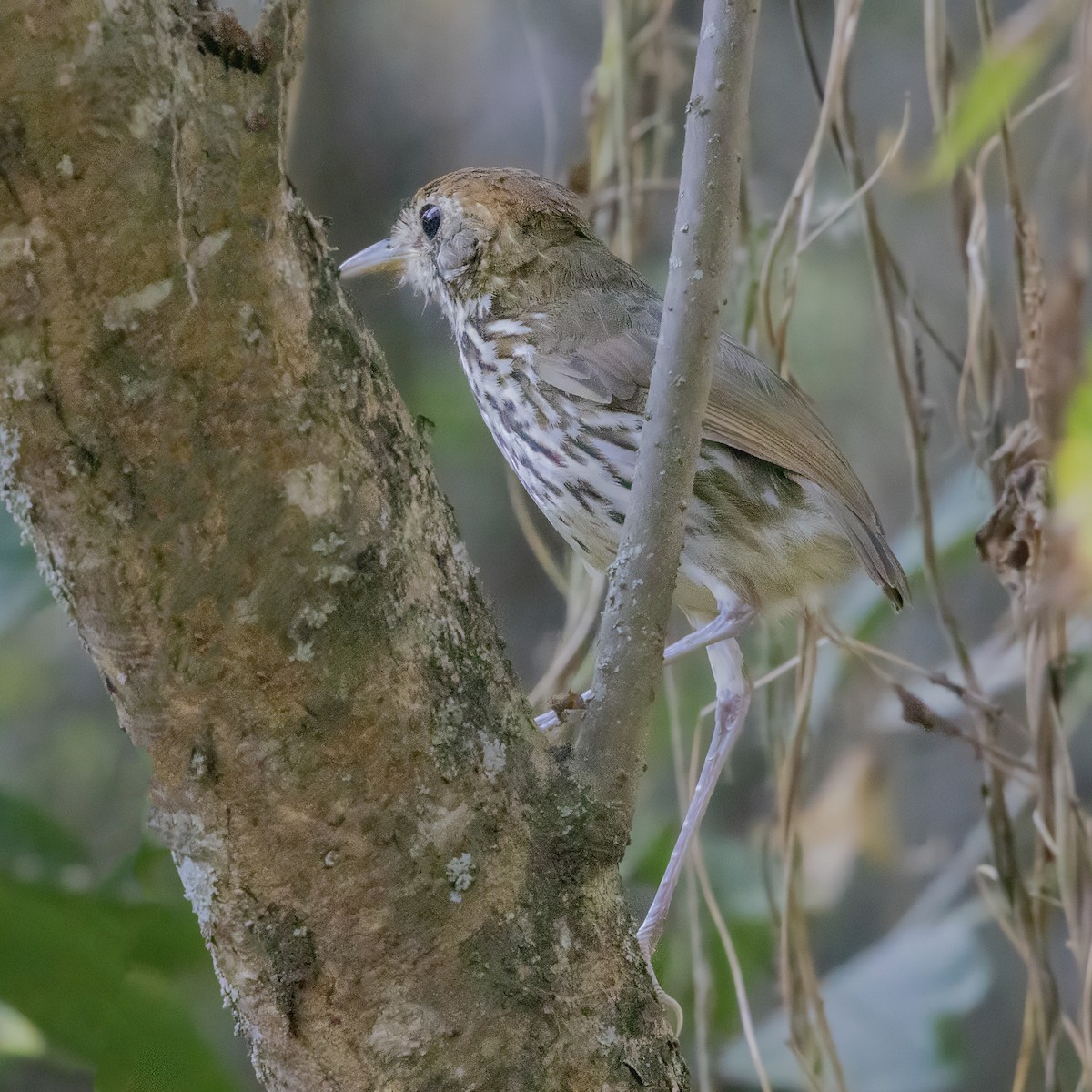Watkins's Antpitta - ML640556862