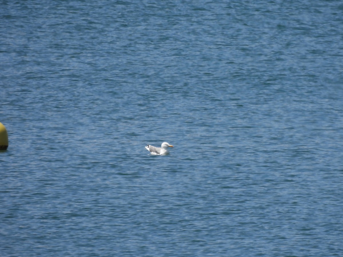 Yellow-legged Gull - ML640556962