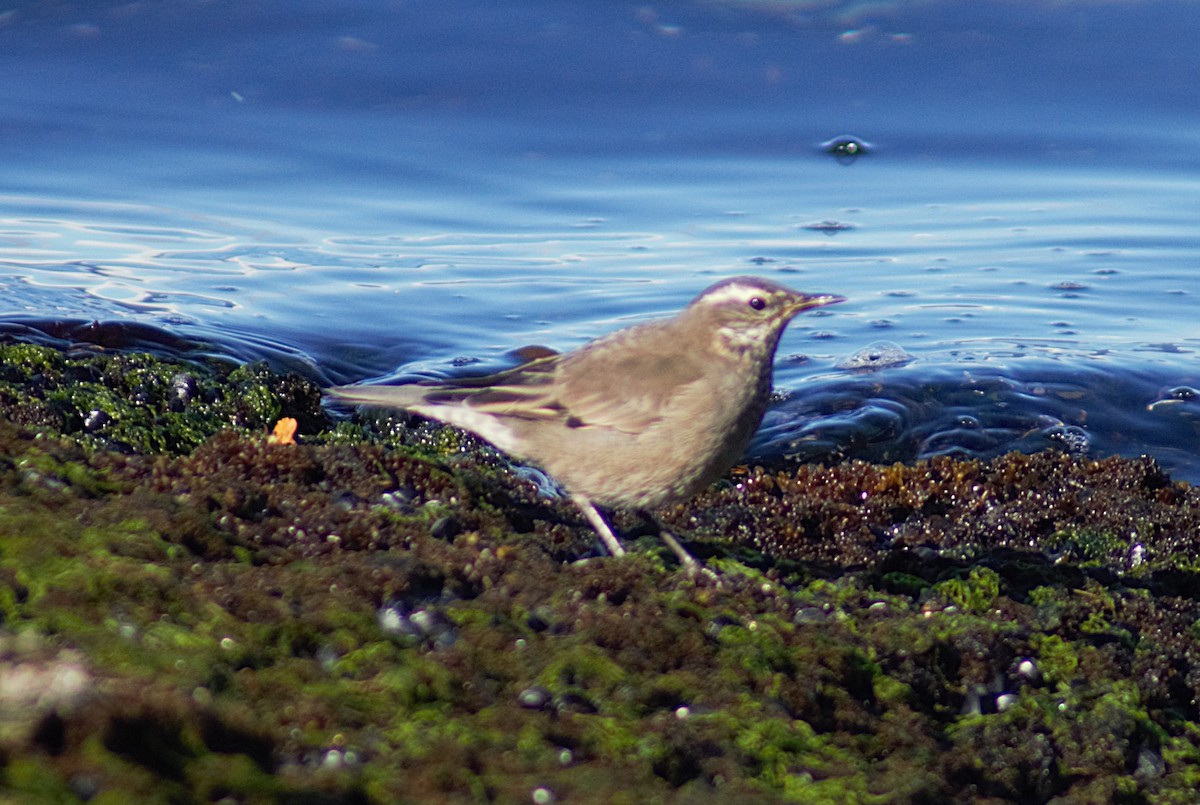 Buff-winged Cinclodes - ML640556999