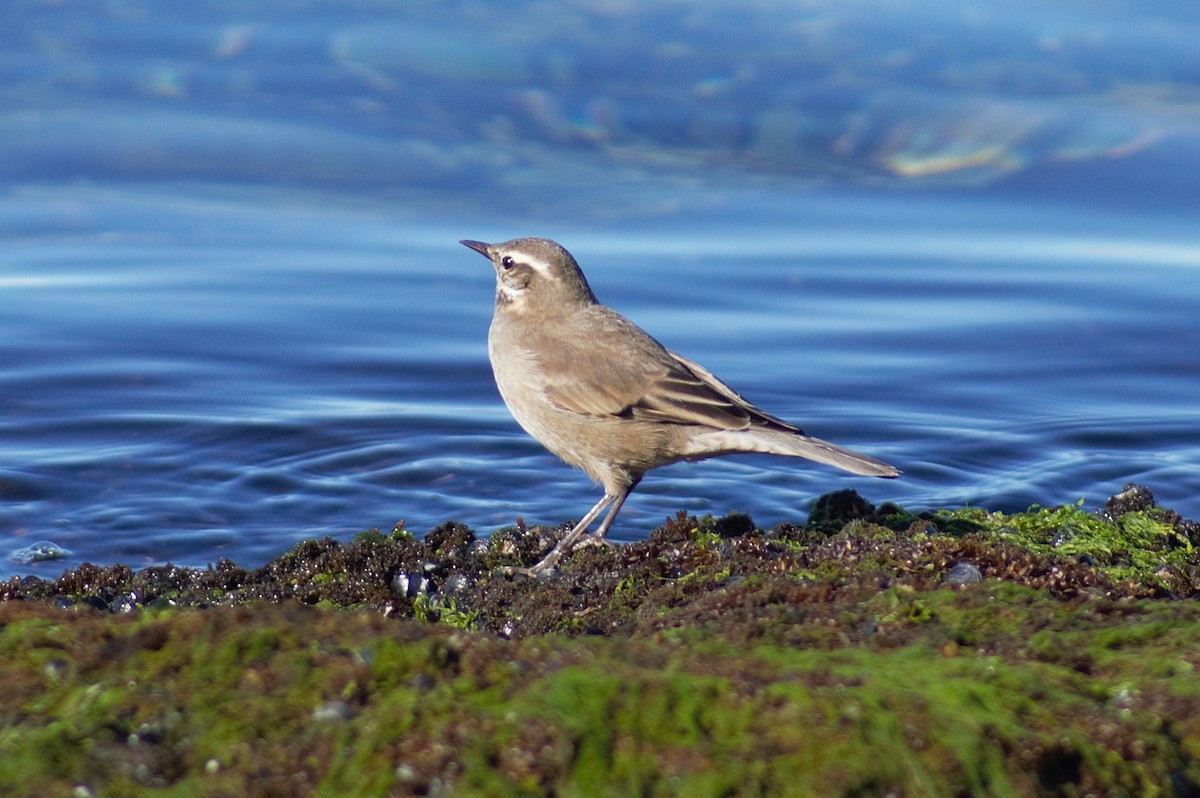 Buff-winged Cinclodes - ML640557000