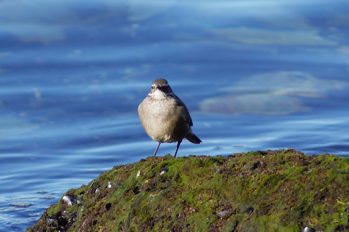 Buff-winged Cinclodes - ML640557001