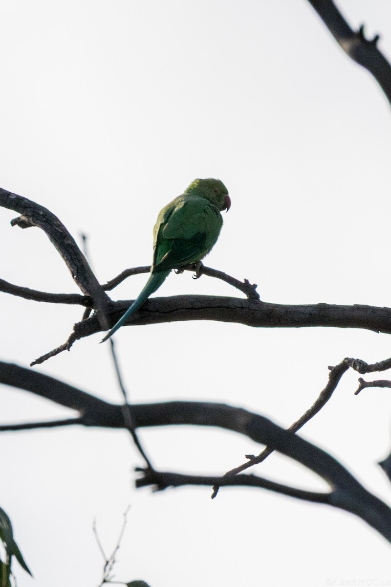 Rose-ringed Parakeet - ML640557050