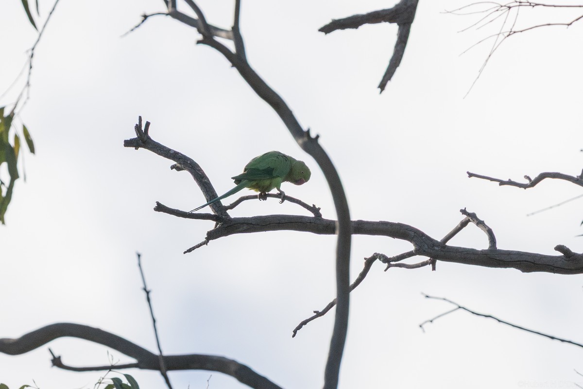 Rose-ringed Parakeet - ML640557051