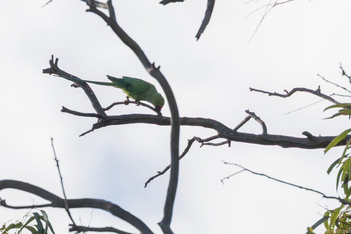 Rose-ringed Parakeet - ML640557052