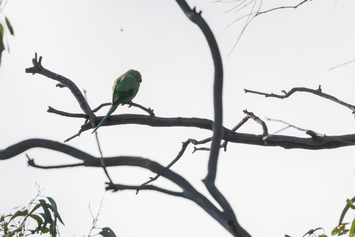 Rose-ringed Parakeet - ML640557053