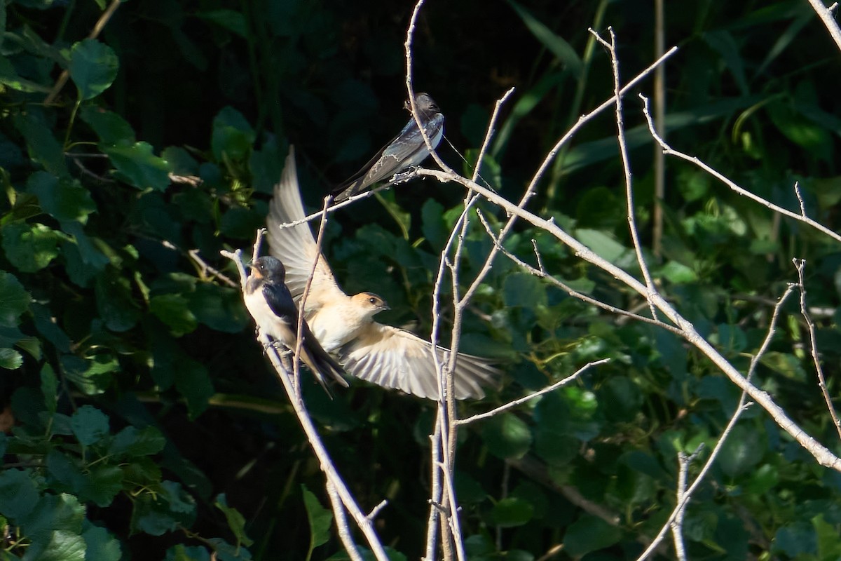 European Red-rumped Swallow - ML640557157