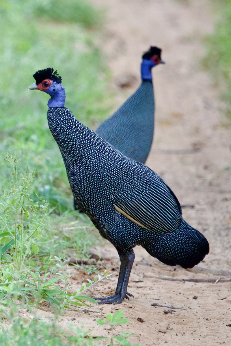 Eastern Crested Guineafowl - ML640557175