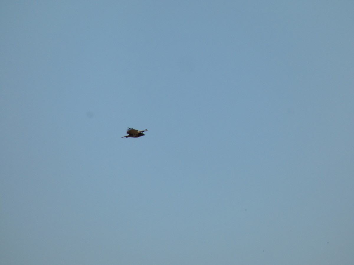 Black-chested Snake-Eagle - ML640557180