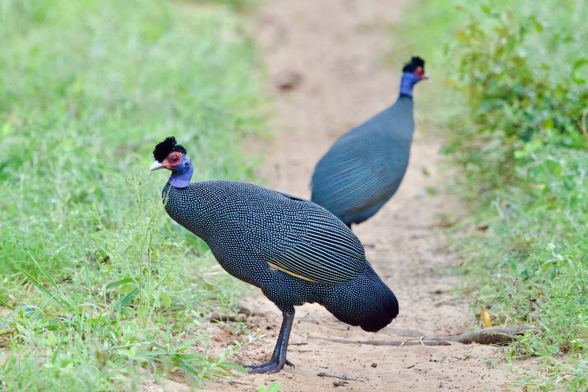 Eastern Crested Guineafowl - ML640557186