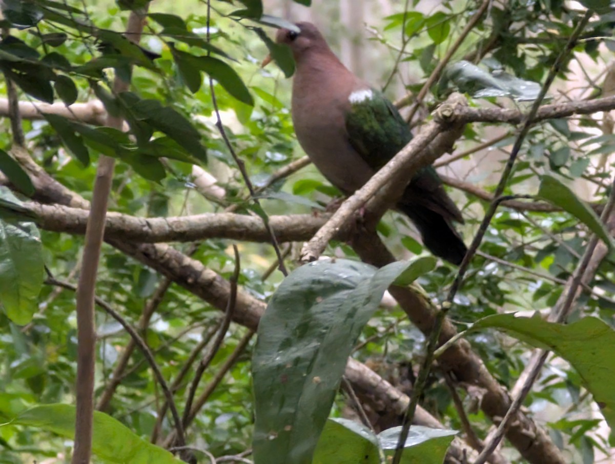 Pacific Emerald Dove - ML640557273