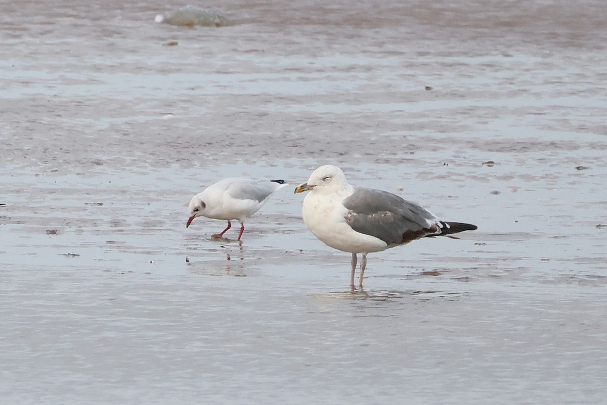 European Herring x Lesser Black-backed Gull (hybrid) - ML640557279