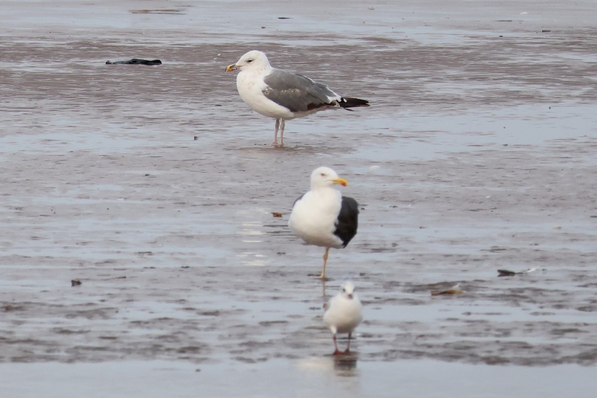 European Herring x Lesser Black-backed Gull (hybrid) - ML640557280