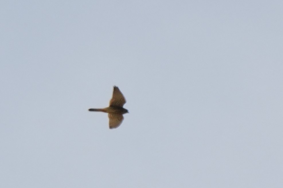 Amurbussard - ML640557505