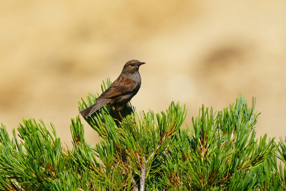 Japanese Accentor - ML640557516