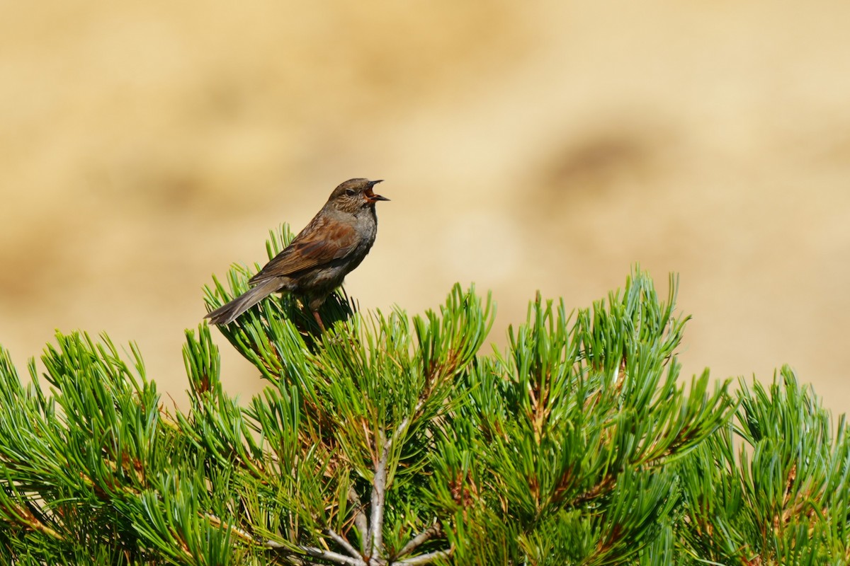Japanese Accentor - ML640557517