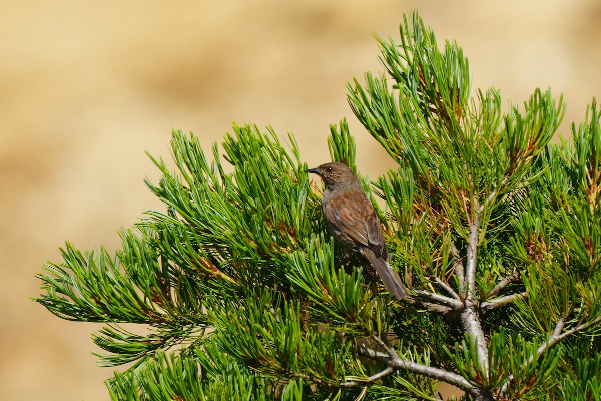 Japanese Accentor - ML640557518