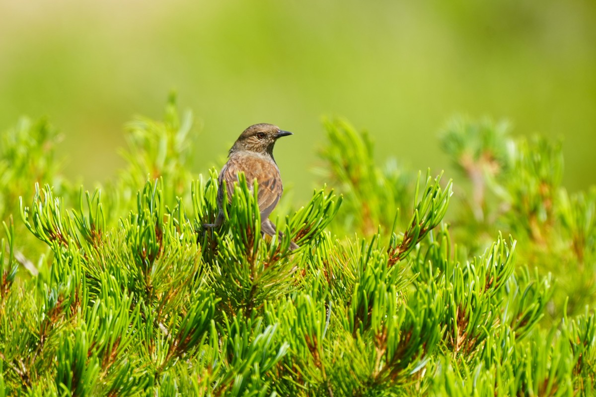 Japanese Accentor - ML640557519