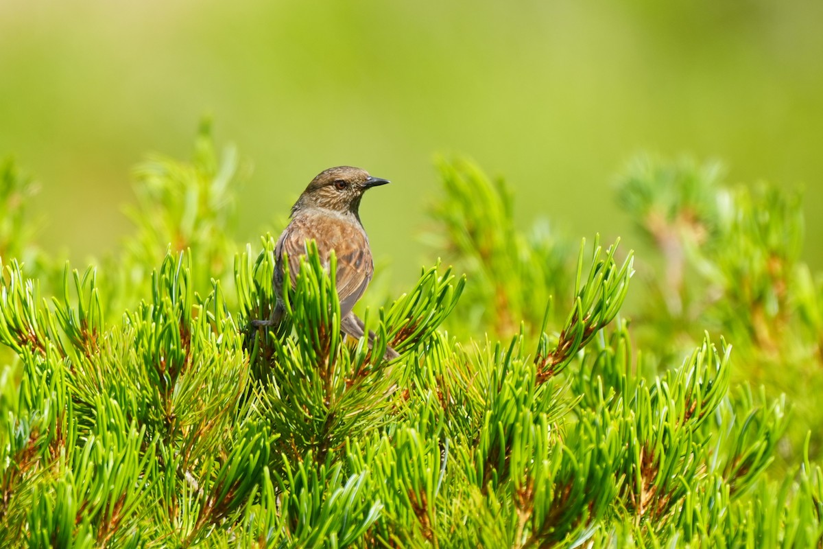 Japanese Accentor - ML640557520